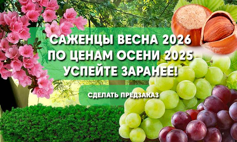 Ранний заказ на весну 2026 по ценам осени 2025