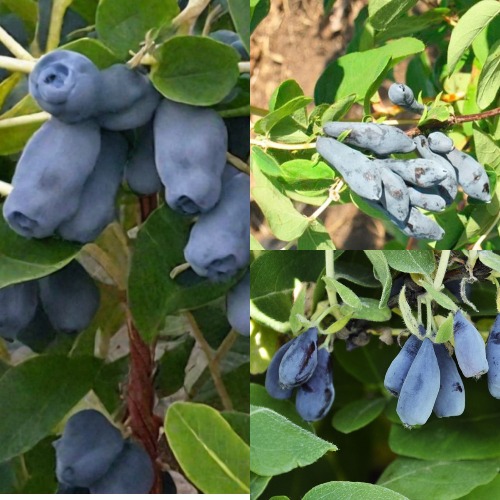 Комплект СЕВЕРНЫЕ ВИТАМИНЫ в Шымкенте