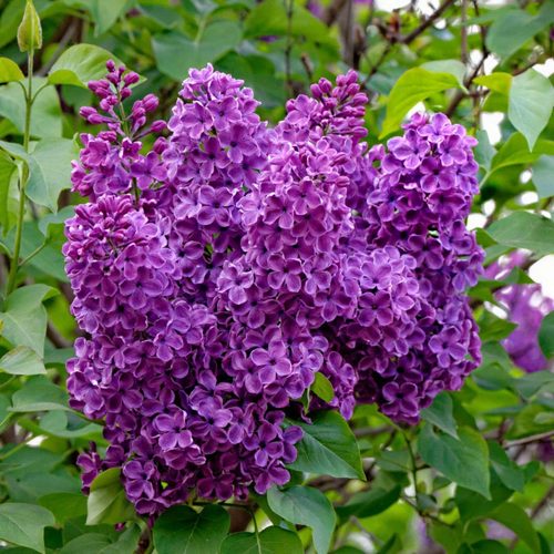 Сирень СУМЕРКИ в Шымкенте