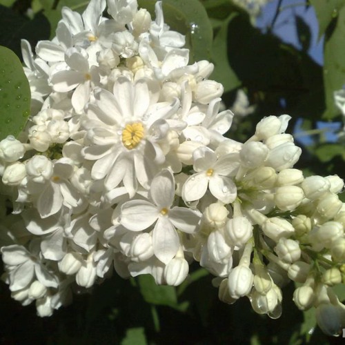 Сирень РОЧЕСТЕР в Шымкенте