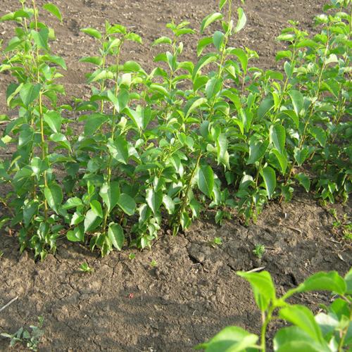 Подвой сливы ДИКАЯ АЛЫЧА в Шымкенте