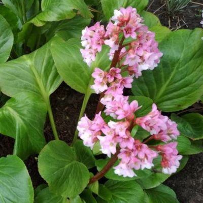 Бадан БЭБИ ДОЛЛ в Шымкенте