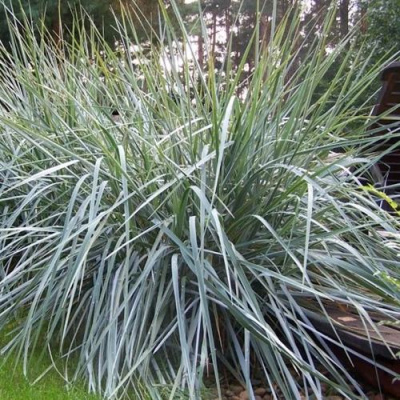 Элимус БЛЮ ДЮН песчаный в Шымкенте