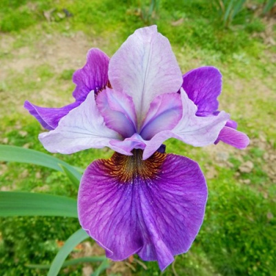 Ирис ЛАЙТ ОВ ХАРТ сибирский в Шымкенте