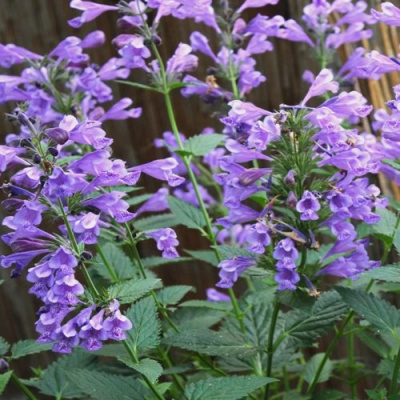 Котовник БЛЮ ДРИМС полусидячий в Шымкенте