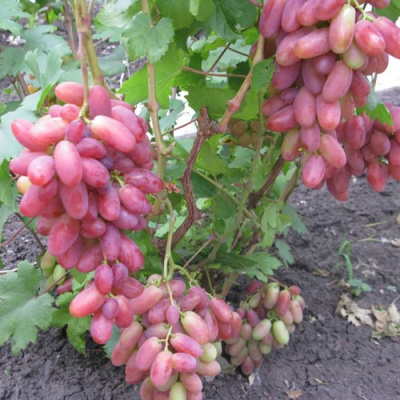 Виноград ЮЛИАН в Шымкенте