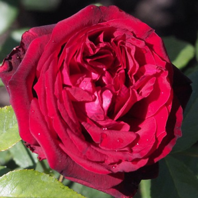 Роза АДМИРАЛ чайно-гибридная  в Шымкенте