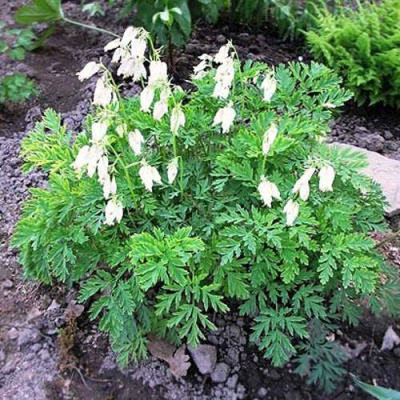 Дицентра красивая АВРОРА в Шымкенте