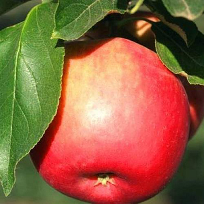 Яблоня КАТЯ в Шымкенте