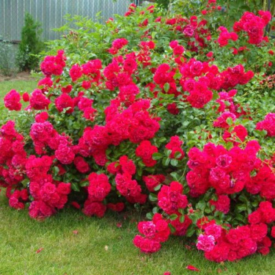 Роза почвопокровная РАДОСТЬ САДОВНИКА (ГАРТЕН ФРОЙДЕ) в Шымкенте