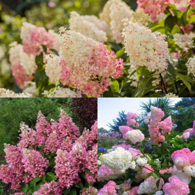 Комплект ЯГОДНОЕ МОРОЖЕНОЕ в Шымкенте