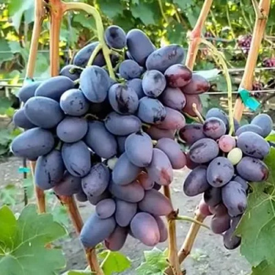 Виноград ТОРНАДО в Шымкенте