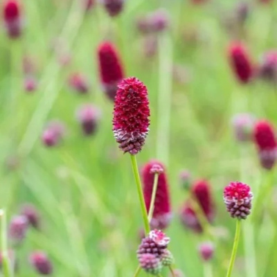 Кровохлебка БИТЛВИНГЗ в Шымкенте