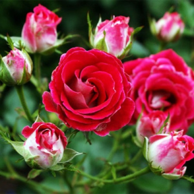 Роза ШОНЕ КОБЛЕНЦЕРИН флорибунда в Шымкенте