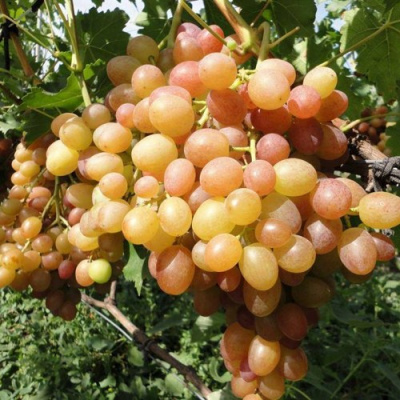 Виноград ХАМЕЛЕОН в Шымкенте