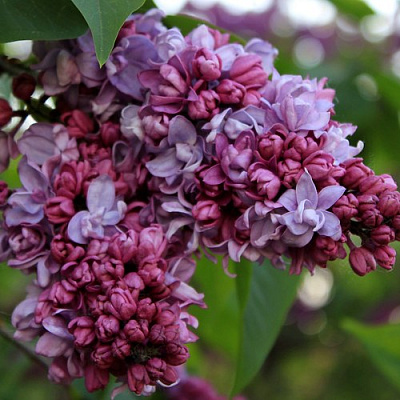 Сирень П.П.КОНЧАЛОВСКИЙ в Шымкенте