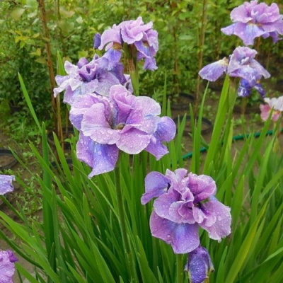 Ирис ХЭВИНГ ФАН сибирский в Шымкенте