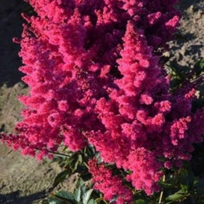 Астильба ЛАКИ ДЕЙ Арендса в Шымкенте