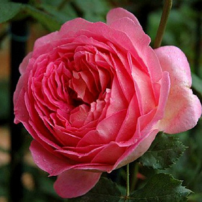 Роза ДЖУБИЛИ СЕЛЕБРЕЙШН английская в Шымкенте