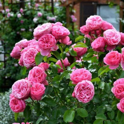 Роза КЕЛЬНЕР ФЛОРА шраб в Шымкенте