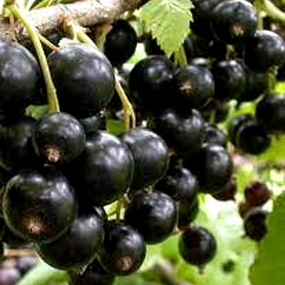 Смородина черная ОРЛОВСКИЙ ВАЛЬС в Шымкенте