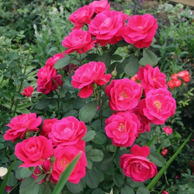 Роза ДЖОРДЖ ВАНКУВЕР флорибунда в Шымкенте