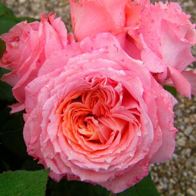 Роза ИНСТИТУТ ЛЮМЬЕР шраб в Шымкенте