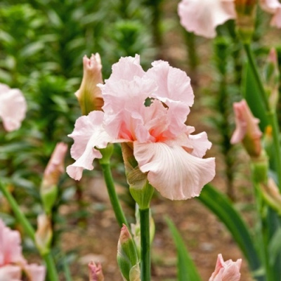 Ирис ПИНК ХОРАЙЗОН бородатый в Шымкенте