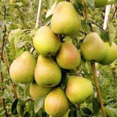 Груша МЛИЕВСКАЯ РАННЯЯ в Шымкенте