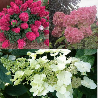 Комплект САД ЭМОЦИЙ в Шымкенте