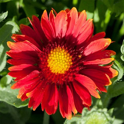 Гайлардия АРИЗОНА РЕД ШЕЙДС в Шымкенте