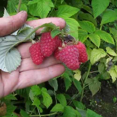 Малина КОРПИКО в Шымкенте