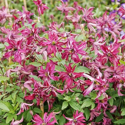 Клематис РОЗАЛИН в Шымкенте