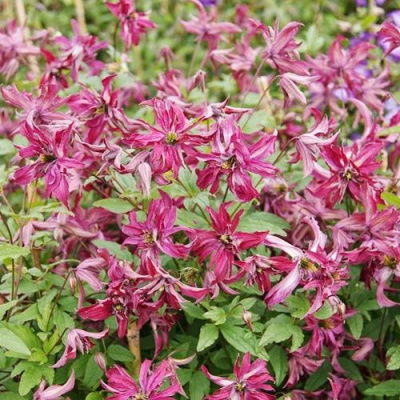 Клематис РОЗАЛИН в Шымкенте