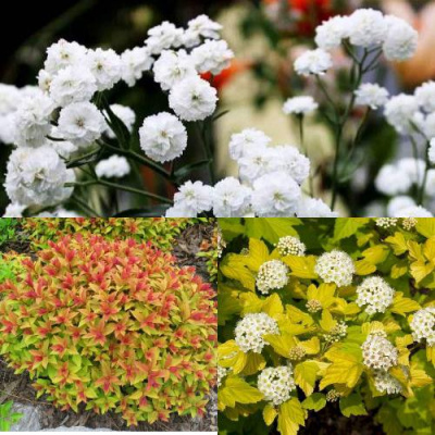 Комплект СОЛНЕЧНЫЙ МИКС в Шымкенте