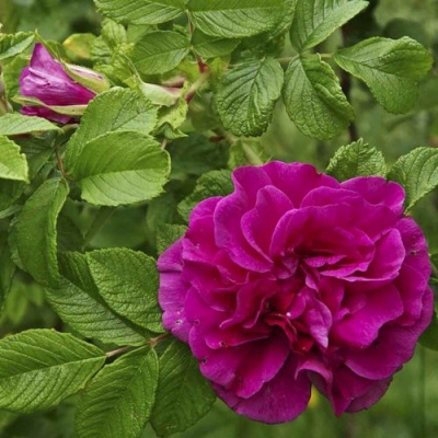 Шиповник ХАНСА в Шымкенте