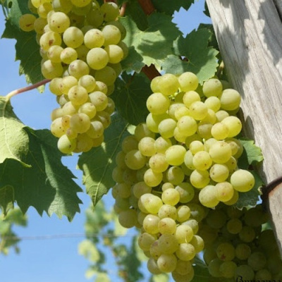 Виноград СОЛЯРИС в Шымкенте