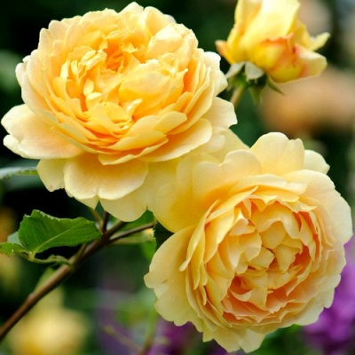 Роза ГОЛДЕН СЕЛЕБРЕЙШЕН английская в Шымкенте