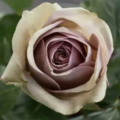 Роза АМНЕЗИЯ чайно-гибридная в Шымкенте