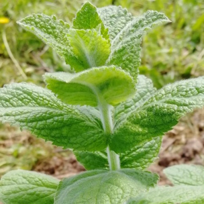 Мята яблочная в Шымкенте