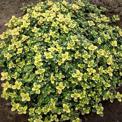 Тимьян ДОННА ВАЛЕЙ лимоннопахнущий в Шымкенте