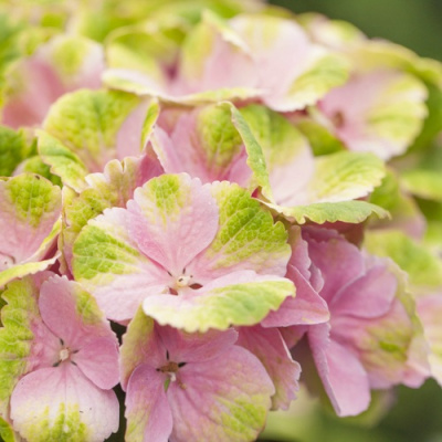 Гортензия МЭДЖИКАЛ КРИСТАЛЛ крупнолистная в Шымкенте