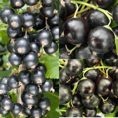 Комплект ЧЕРНАЯ СИЛА в Шымкенте