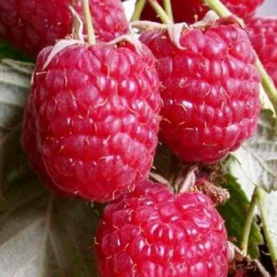 Малина ГЕРАКЛ в Шымкенте