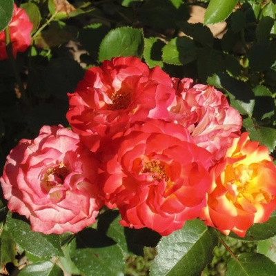 Роза ТАЙФУН спрей в Шымкенте