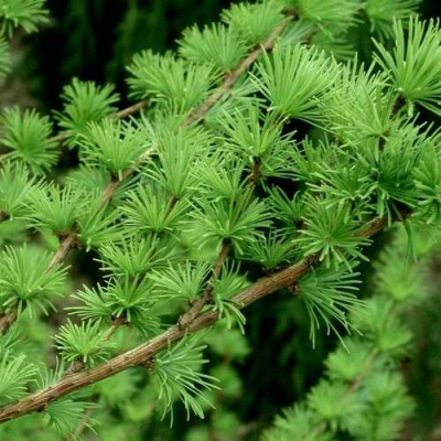 Лиственница европейская в Шымкенте