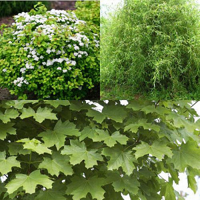 Комплект ЗЕЛЕНЫЙ ОАЗИС в Шымкенте