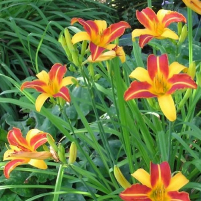 Лилейник ФРАНС ХАЛС в Шымкенте