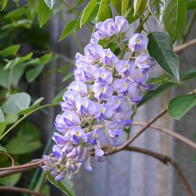 Глициния макростахия БЛЮ МУН в Шымкенте