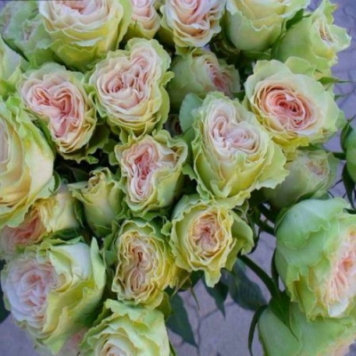 Роза ГРИН ПИНК спрей в Шымкенте